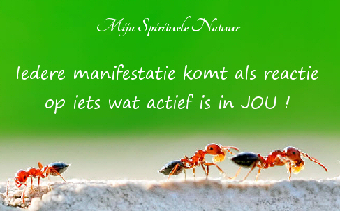 Beestjes en de wet van aantrekking.